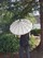 Parasol Umbrella - View 1